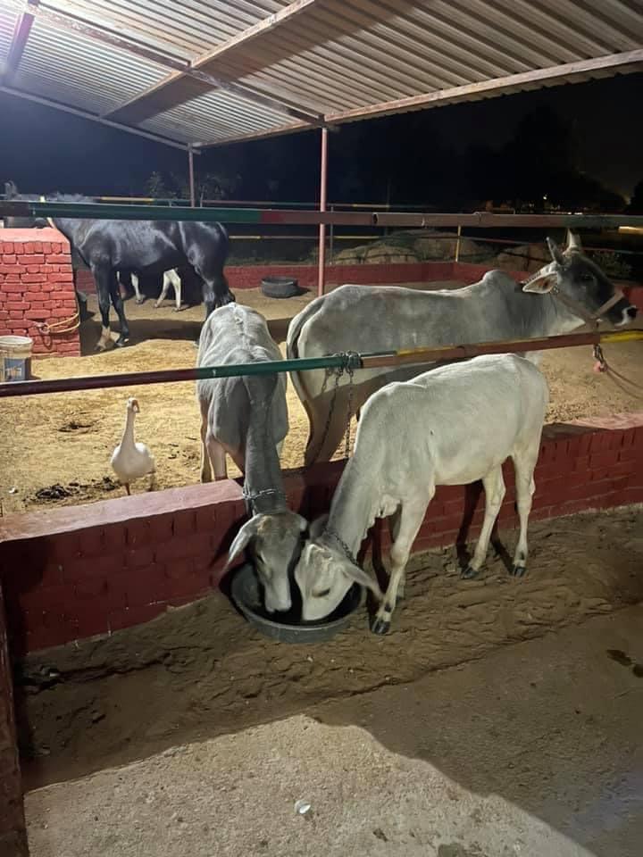 Ratangarh Farms - Ratangarh Farms National Highway 71, Machhrauli, Haryana 124108, India