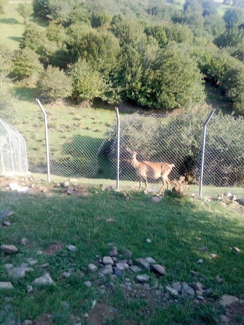 Recreation Center of Fandoghlou - Recreation Center of Fandoghlou, Ardabil Province, Namin, Doudaran-Fandoghlou, CH22+GH9, Iran