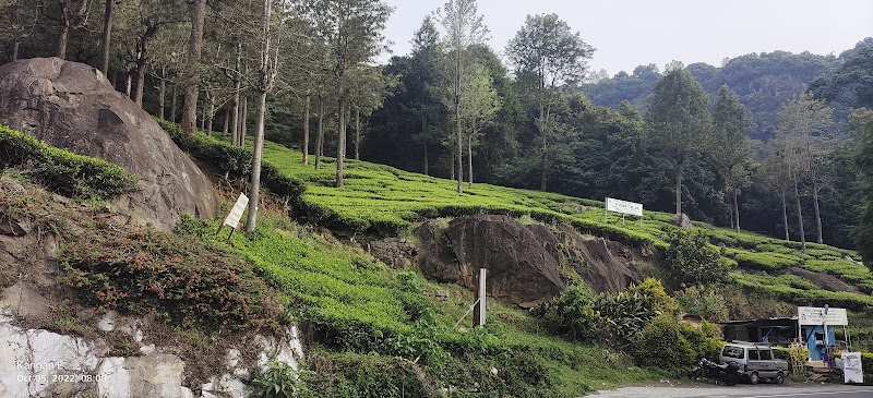 Government Tea Estate - Government Tea Estate 8QJX+QX6, Coonoor, Tamil Nadu 643102, India