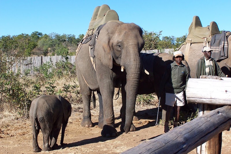Safari Victoria Falls - Safari Victoria Falls, Victoria Falls, Zimbabwe