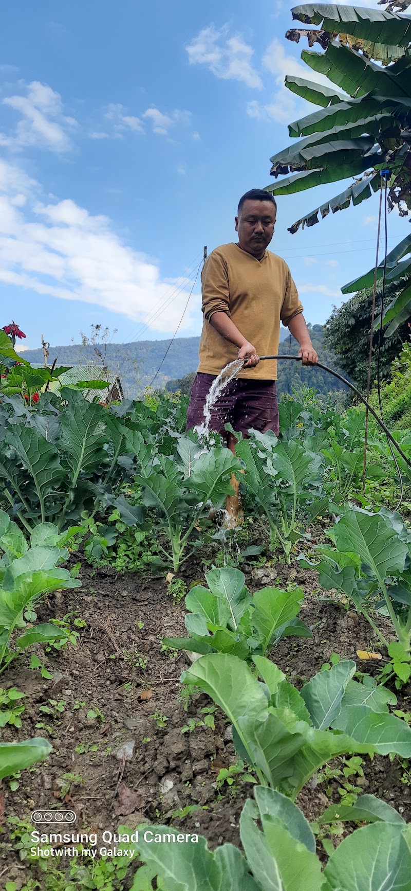 Tadong Farm House - Tadong Farm House 66QV+H7, Kaluk, Sikkim 737121, India