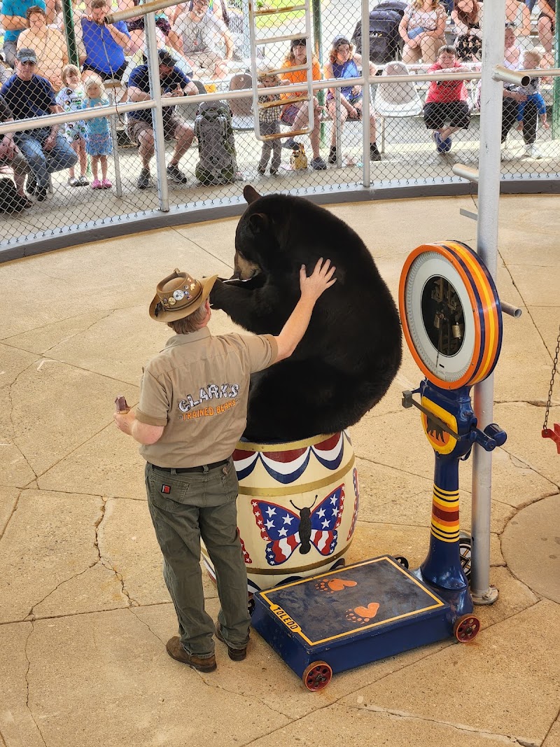 Clark's Bears