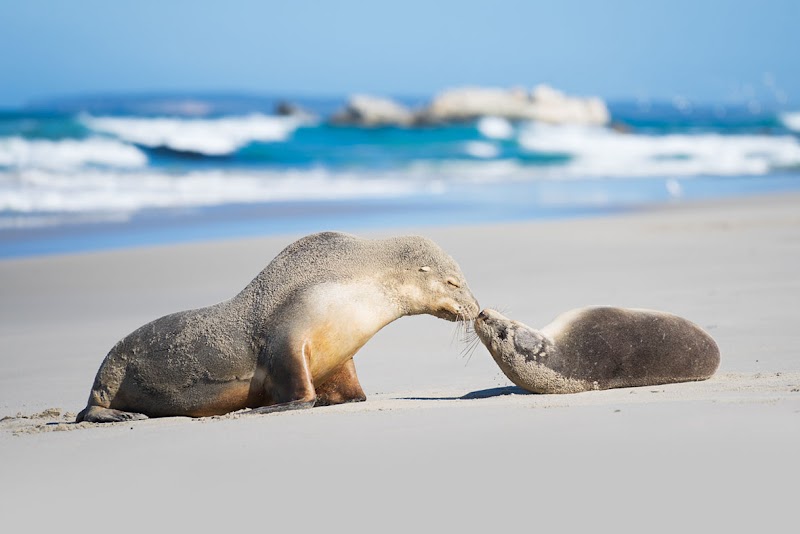 Kangaroo Island - Kangaroo Island, South Australia, Australia