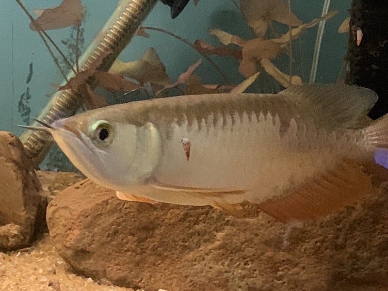 Namma Bengaluru Aquarium - Namma Bengaluru Aquarium Kasturba Rd, Shanthala Nagar, Bengaluru, Karnataka 560001, India
