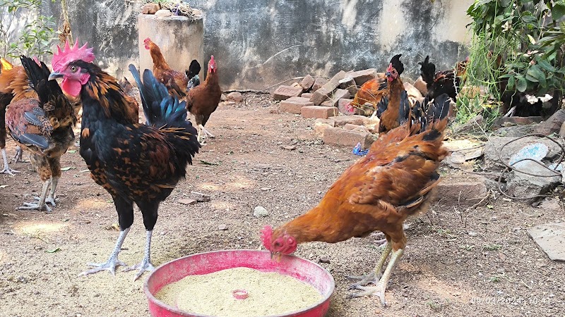 Kukdu ku farm kuthrel - Kukdu ku farm, Kuthrel, Chhattisgarh 491221, India