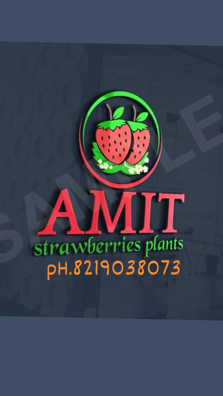 Amit strawberry plants - Amit strawberry plants Village, Plau p/o, Kathli Bharan, Rajgarh, Himachal Pradesh 173101, India