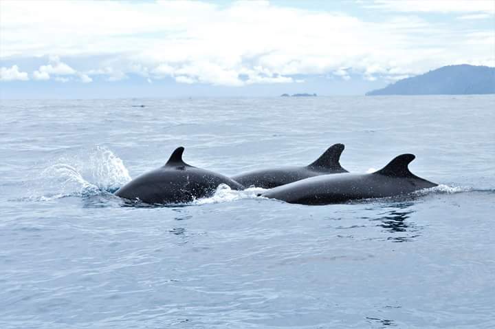 Isla del Cano - Isla del Cano Isla del Cano, Costa Rica