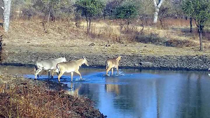 Gandhi Sagar Wildlife Sanctuary - Gandhi Sagar Wildlife Sanctuary, Chenpuriya, Madhya Pradesh 458118, India