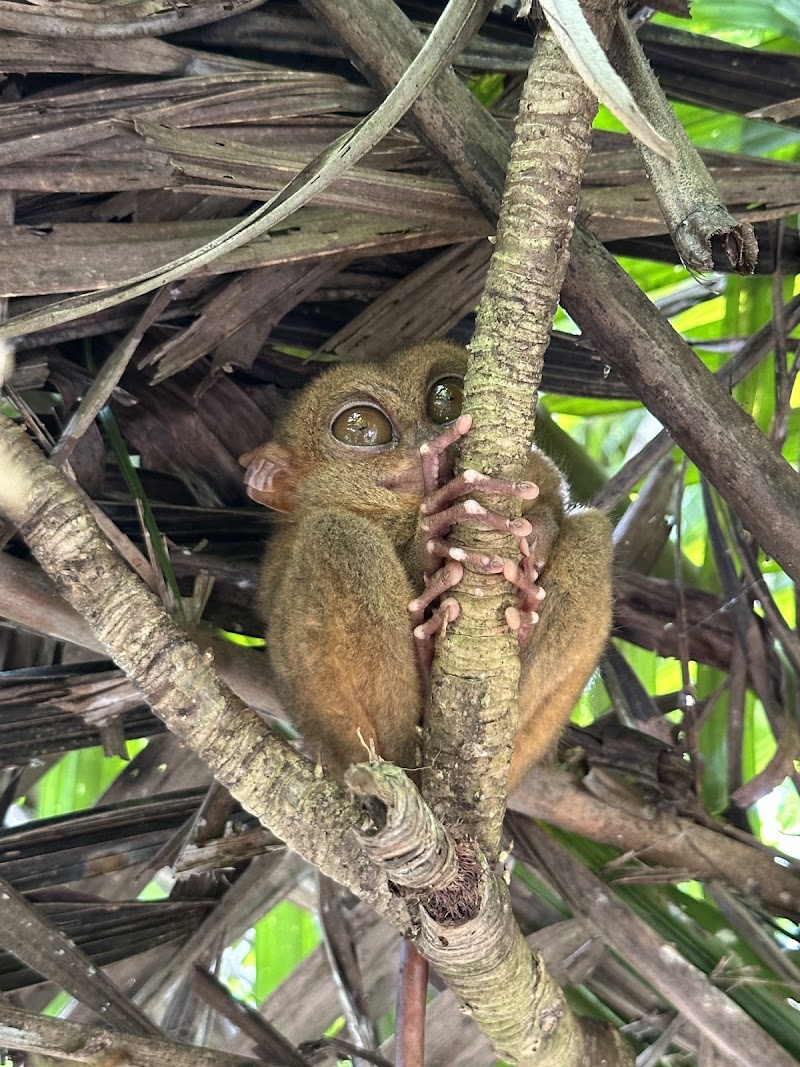 Philippine Tarsier Sanctuary - Philippine Tarsier Sanctuary, Tarsier Sunctuary Rd, Corella, Bohol, Philippines