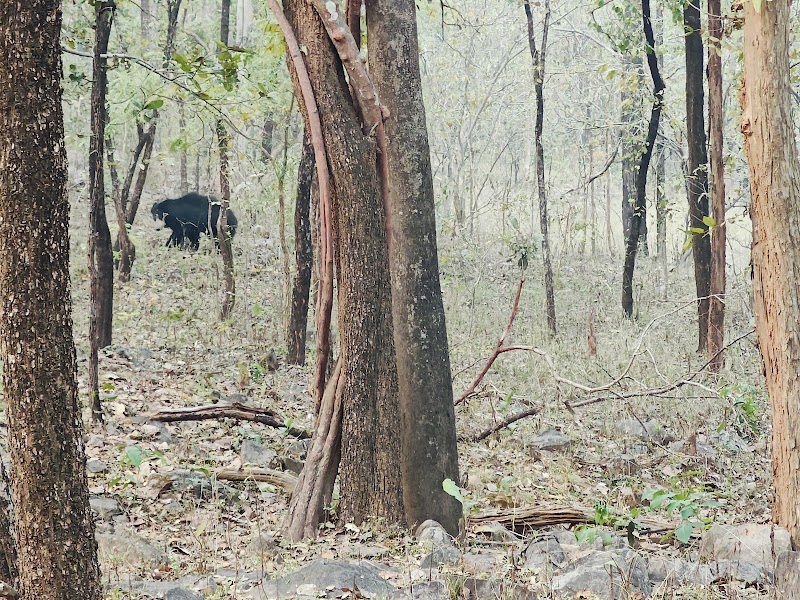 Barnawapara Wildlife Sanctuary - Barnawapara Wildlife Sanctuary, Unnamed Road, Nanwapara, Chhattisgarh 493551, India