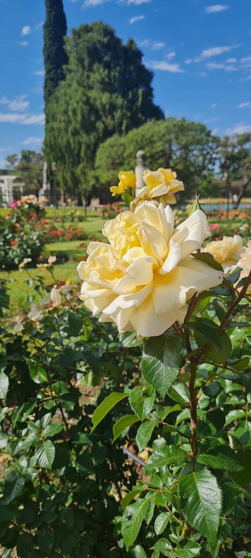 El Rosedal Garden - El Rosedal Garden, Palermo, C1425 Buenos Aires, Argentina
