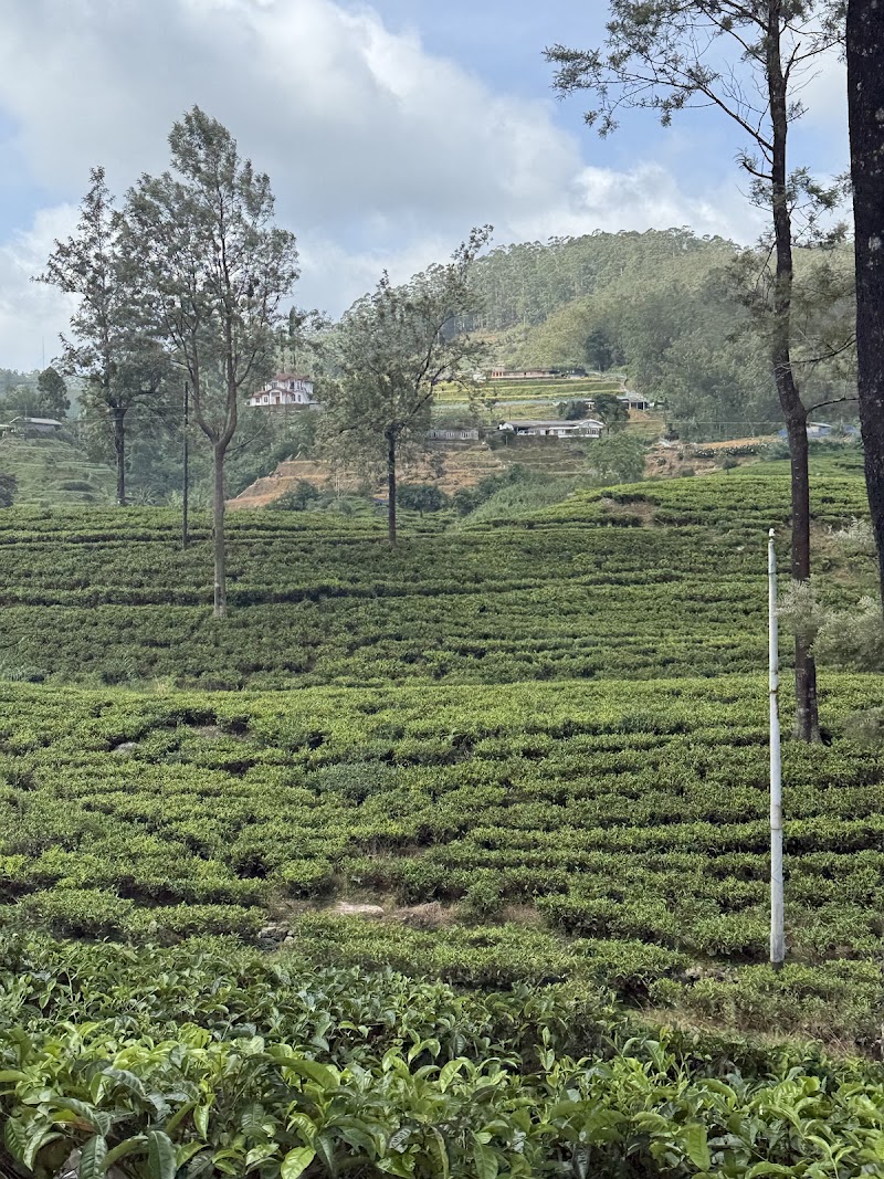 Tea factory tour nuwara eliya - Tea factory tour nuwara eliya 16/1 1, 5 Glenfall Rd, km 22200, Sri Lanka
