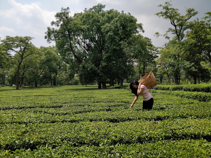 Bundla Tea Estate