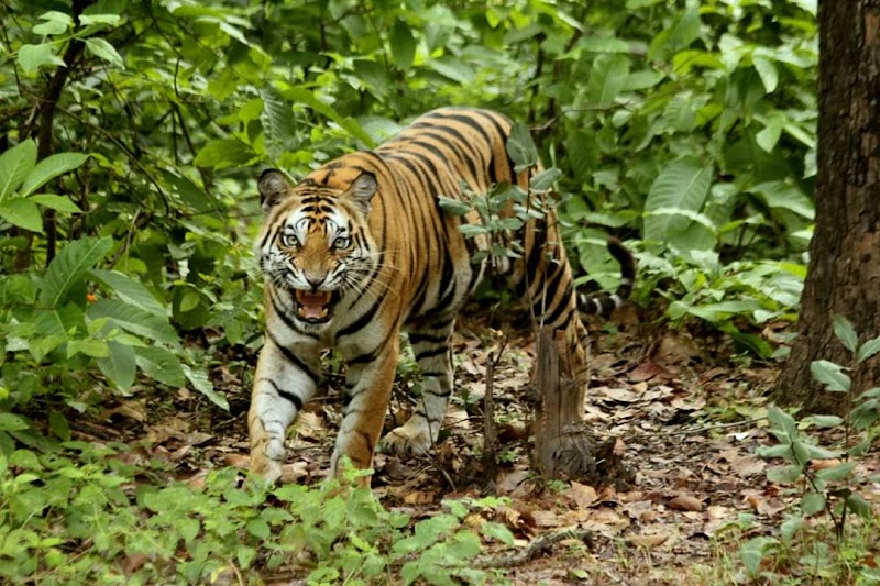 Sanjay National Park - Sanjay National Park, Belgaon, Madhya Pradesh 486669, India