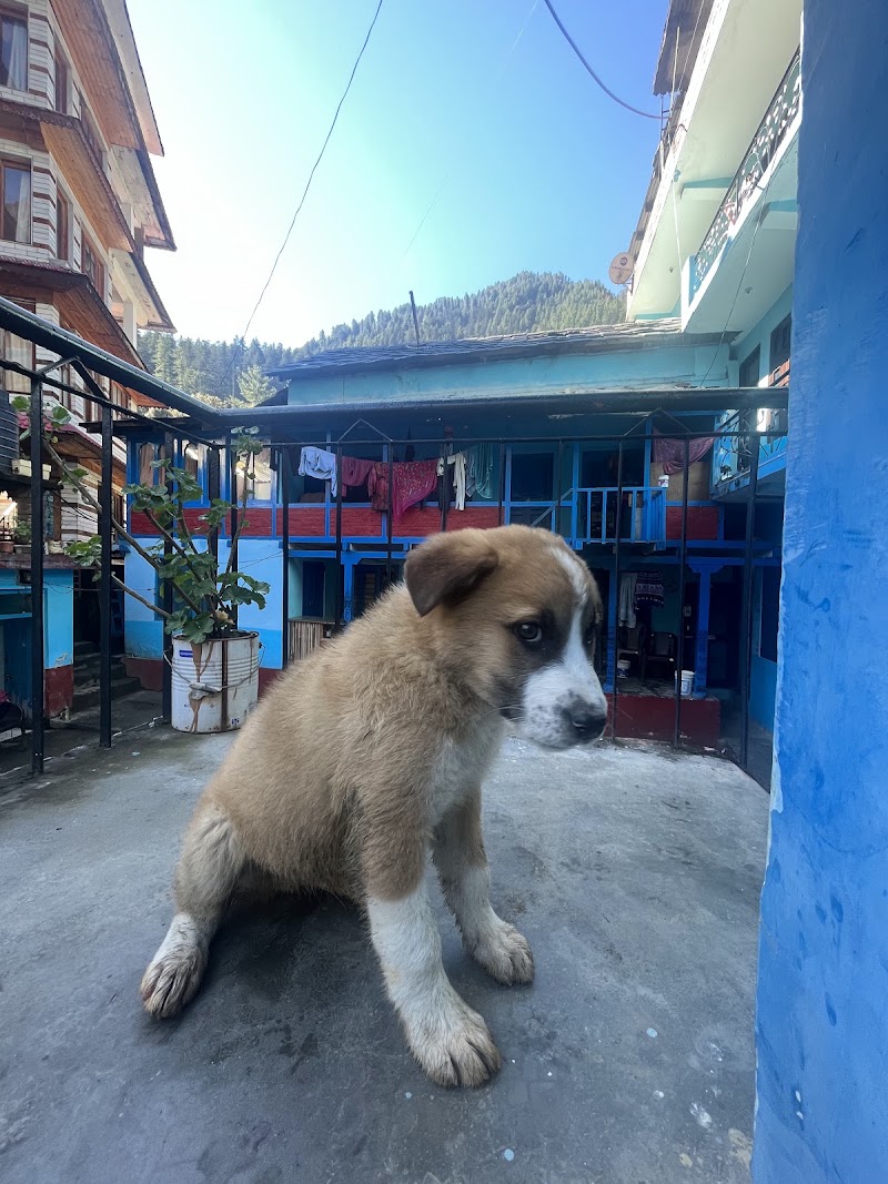 BlueMoon Homestay Kasol - BlueMoon Homestay Kasol near Shambu momos corner, Kasol, Sosan, Himachal Pradesh 175105, India