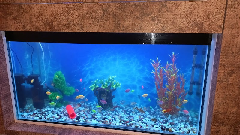 Fish Land - Fish Land, 184, Zonal Market, Sector 10, Bhilai, Chhattisgarh 490006, India