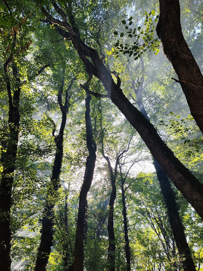 Swimming spot - Swimming spot, R7JM+98C, Lagodekhi, Georgia