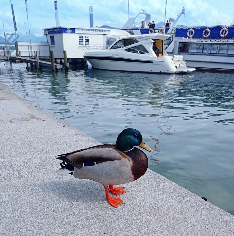 Luzerner Seepromenade - Luzerner Seepromenade Kurpl., 6006 Luzern, Switzerland