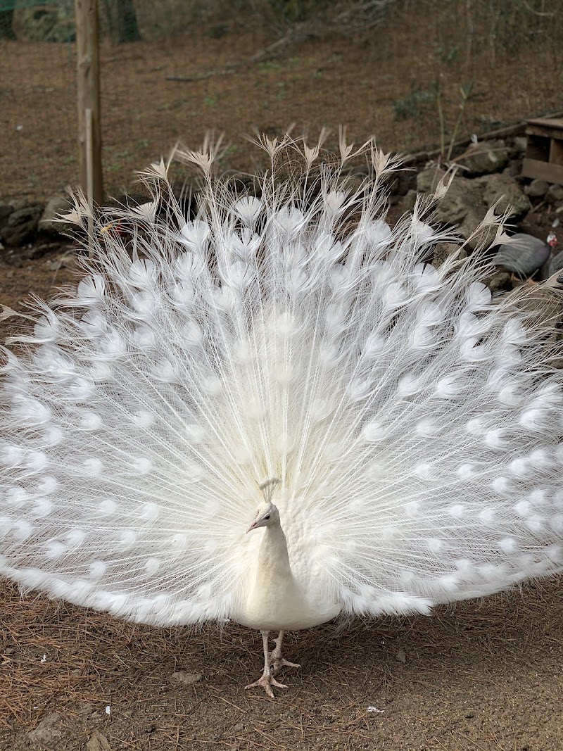 Hwajowon / Flower Bird Park