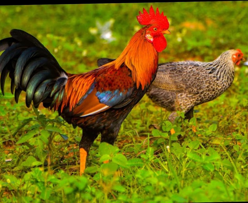 Desi murga paln kukera
