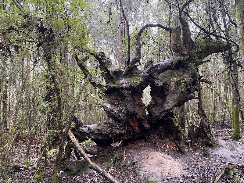 Mount Field National Park - Mount Field National Park, 66 Lake Dobson Rd, National Park TAS 7140, Australia