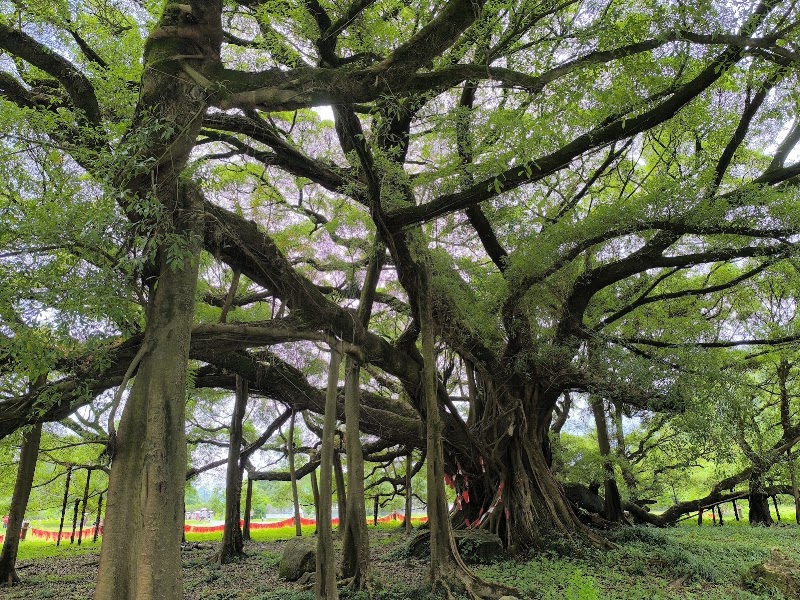 Big Banyan Tree - Big Banyan Tree, 2087, 24th Main Rd, Vanganahalli, 1st Sector, HSR Layout, Bengaluru, Karnataka 560102, India