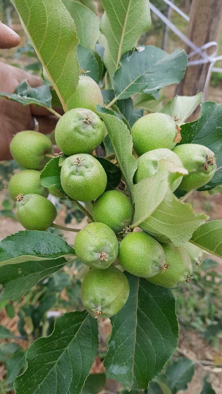 PANDAV APPLE ORCHARD - PANDAV APPLE ORCHARD, Pandav Niwas,VPO Sullah, Sullah, Majhakra, Himachal Pradesh 176085, India
