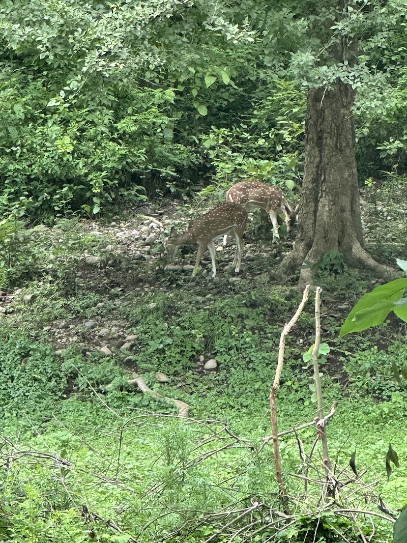 Dhikala Canter Safari