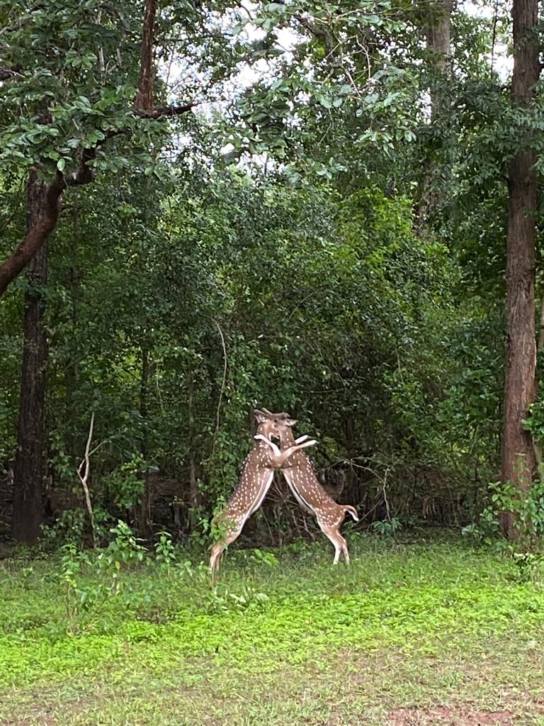 Betla - Betla, Jharkhand, India