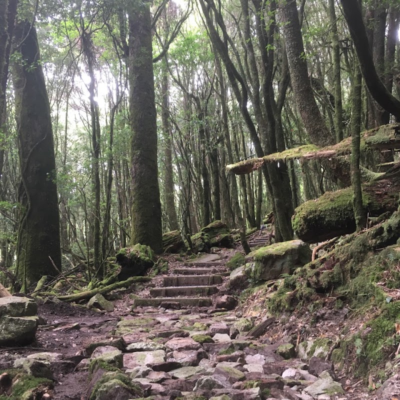 大雪山國家森林遊樂區木馬道 - 大雪山國家森林遊樂區木馬道, 424, Taiwan, Taichung City, Heping District, 台中市和平區