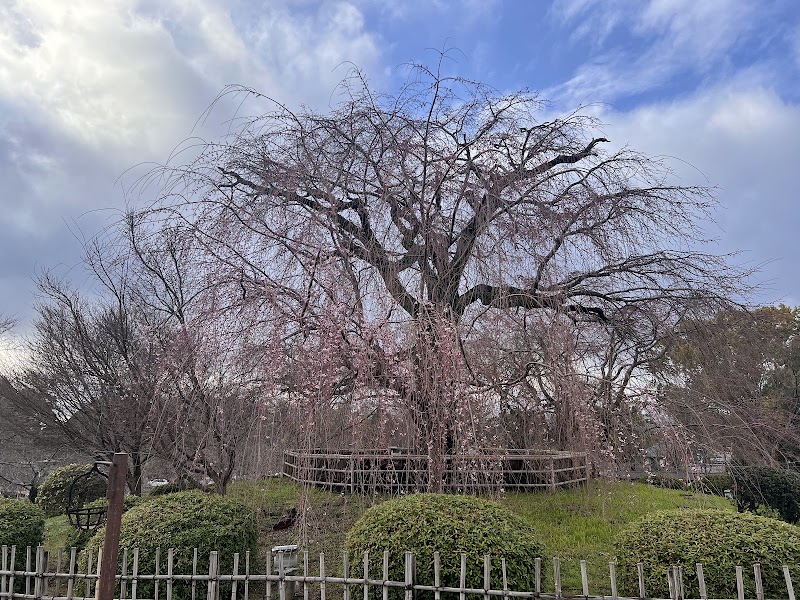 Maruyama Park - Maruyama Park Maruyamacho, Higashiyama Ward, Kyoto, 605-0071, Japan