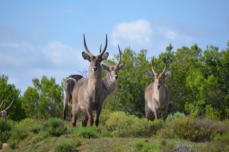 Kichaka Luxury Lodge - Lalibela Wildlife Reserve - Kichaka Luxury Lodge - Lalibela Wildlife Reserve, Assegaai Bush, Grahamstown, 6140, South Africa
