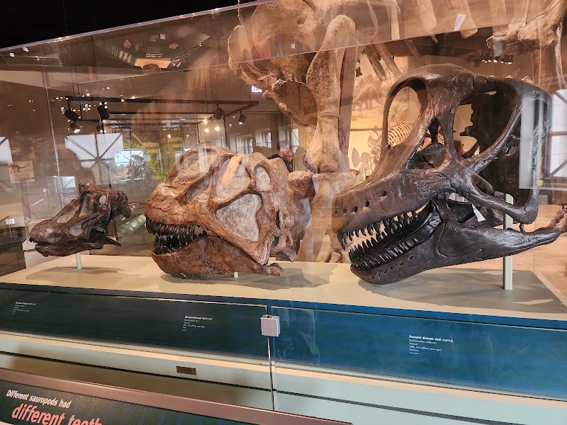 Field Museum - Field Museum, 1400 S Lake Shore Dr, Chicago, IL 60605, USA