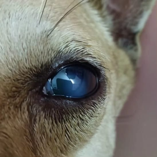 Petsvet animal hospital - Petsvet animal hospital A market, 23 A, Zonal Market, Sector 10, Bhilai, Chhattisgarh 490006, India