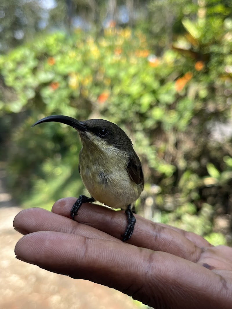 GREEN LAND SPICE GARDEN - GREEN LAND SPICE GARDEN, Kottayam-Kumily Rd, Springvalley Springvalley Periyar, Kerala 685533, Springvalley, Periyar, Keralam 685509, India
