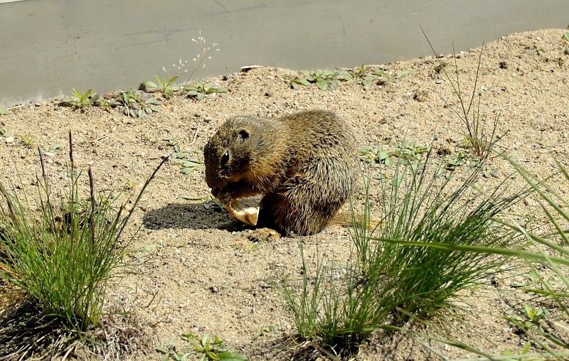 Desert House - Desert House, Schlosspark Schönbrunn, 1130 Wien, Austria