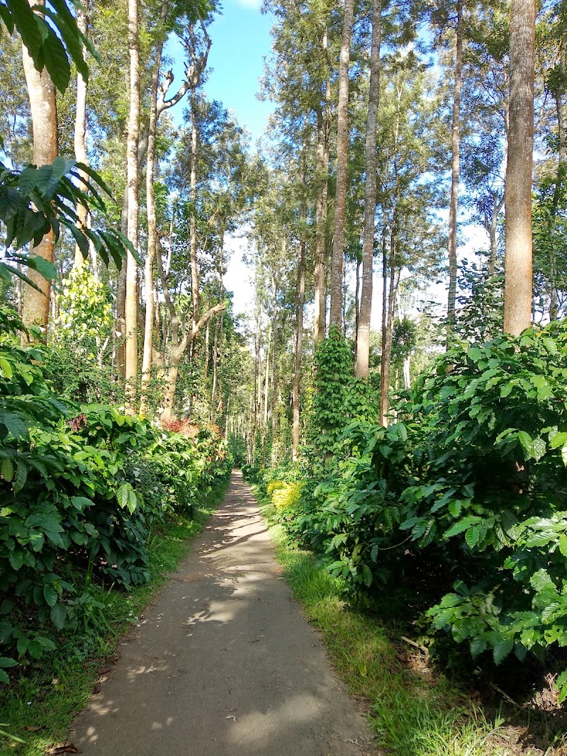 Bopanna's Homestay - Coorg - Bopanna's Homestay - Coorg 7RVJ+V49, Hachinad, Karnataka 571211, India