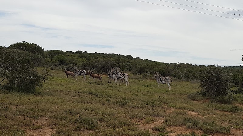 Bucklands Private Game Reserve - Bucklands Private Game Reserve, 6140, South Africa