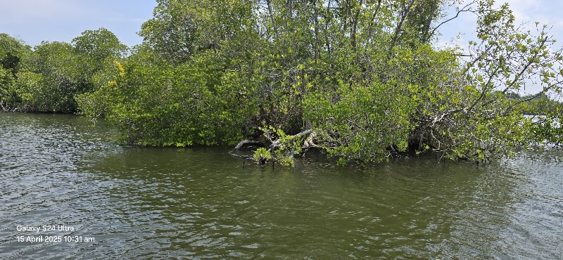 Madu River Safari මාදු ගඟේ බෝට් සෆාරි - Madu River Safari මාදු ගඟේ බෝට් සෆාරි, Near the Bridge, No.193/5 Galle Rd, Balapitiya 80550, Sri Lanka