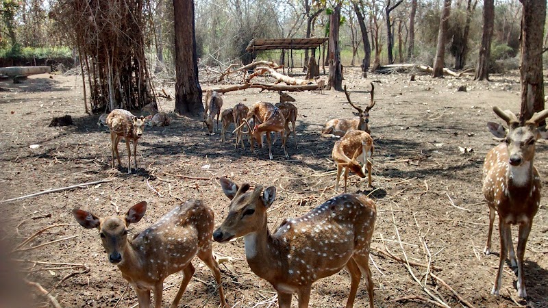 Cauvery Wildlife Sanctuary - Cauvery Wildlife Sanctuary, XMH3+J93, Chamarajanagar, Karnataka 571490, India