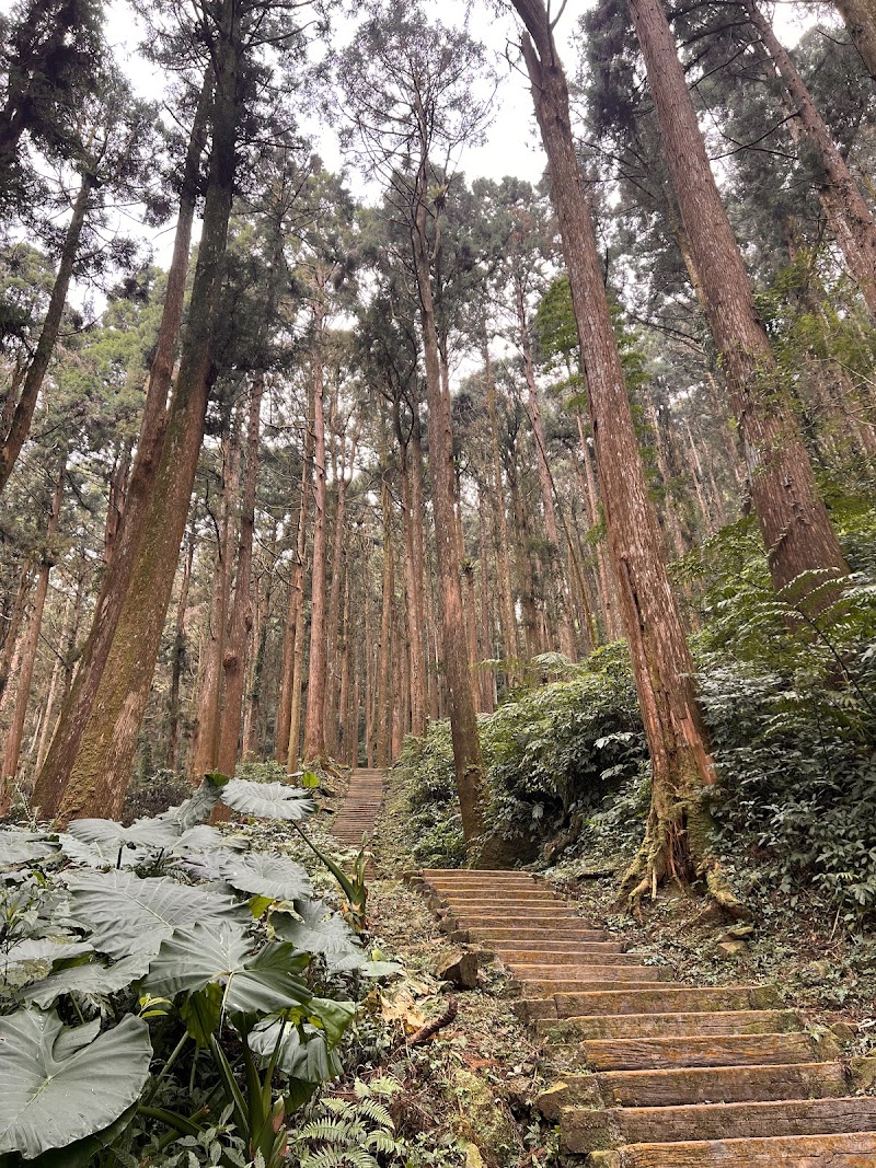 Tea Trail - Tea Trail 605, Taiwan, Chiayi County, Alishan Township, 樂野村