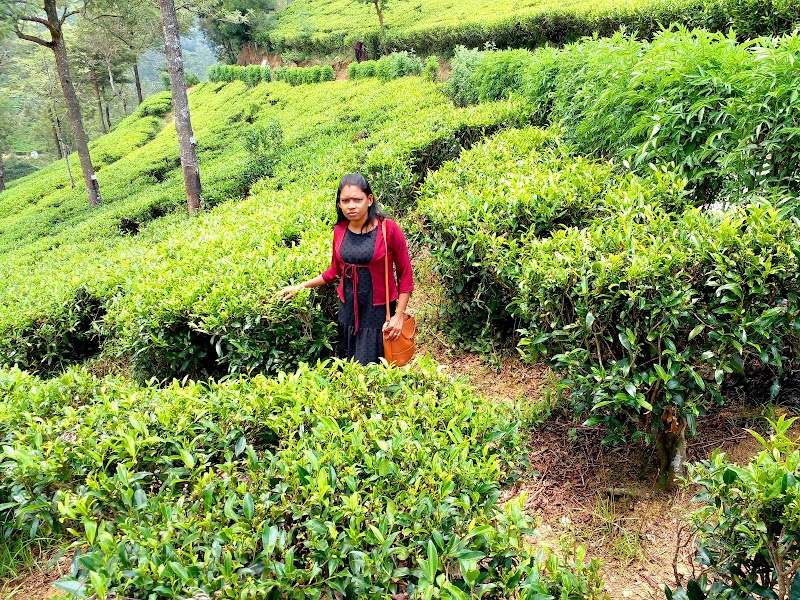 Pedro Tea Estate - Pedro Tea Estate XQ3F+3FX, Nuwara Eliya 22200, Sri Lanka