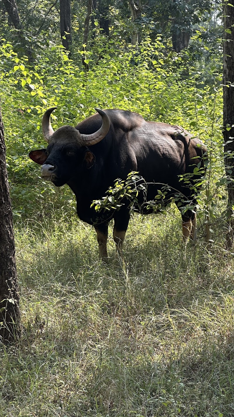 Pench National Park Turia Gate - Pench National Park, Turia Gate, Kohka, Madhya Pradesh 480881, India
