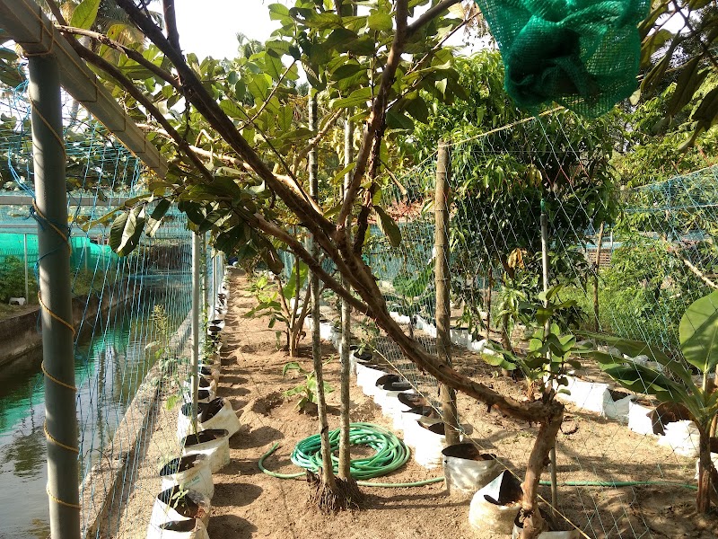 Serene Homestay & Farm Tourism - Serene Homestay & Farm Tourism 2/7, Valiyaveetil, 4642+466, Ward no : 2, Edavanakkad, Vypin, Kochi, Kerala 682502, India