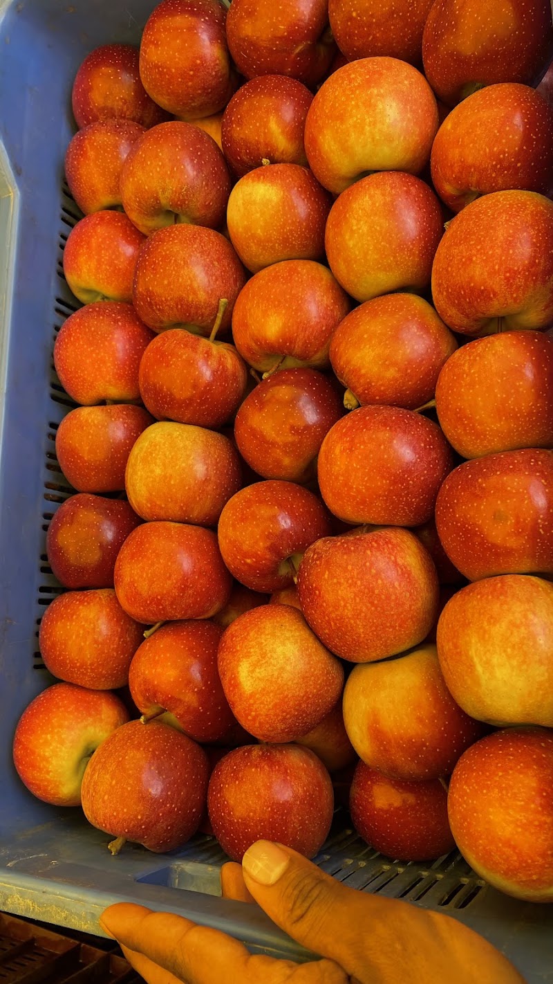 Sen apple Orchards - Sen apple Orchards, Ghrahar, Panarsa, Himachal Pradesh 175121, India