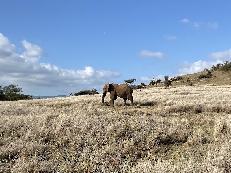 Lewa Wildlife Conservancy - Lewa Wildlife Conservancy, Isiolo, Kenya