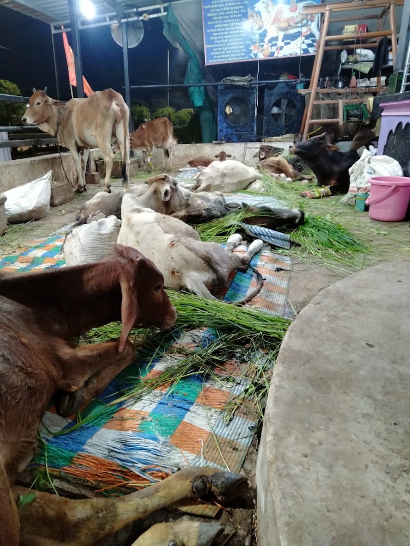 Sanidev gau seva dham - Sanidev gau seva dham, 24R8+CCH, Bilaspur, Chhattisgarh 495003, India