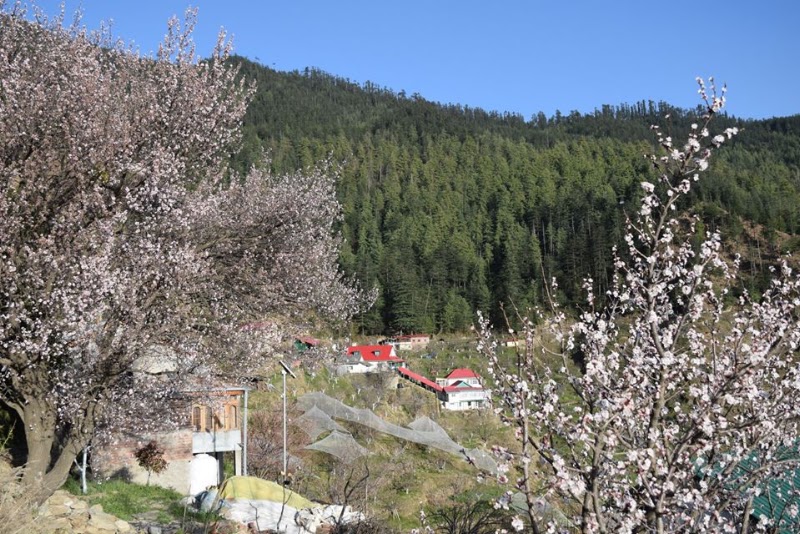 Himalayan Orchard - Himalayan Orchard Reoghati Rd, Rukhla, Himachal Pradesh 171204, India