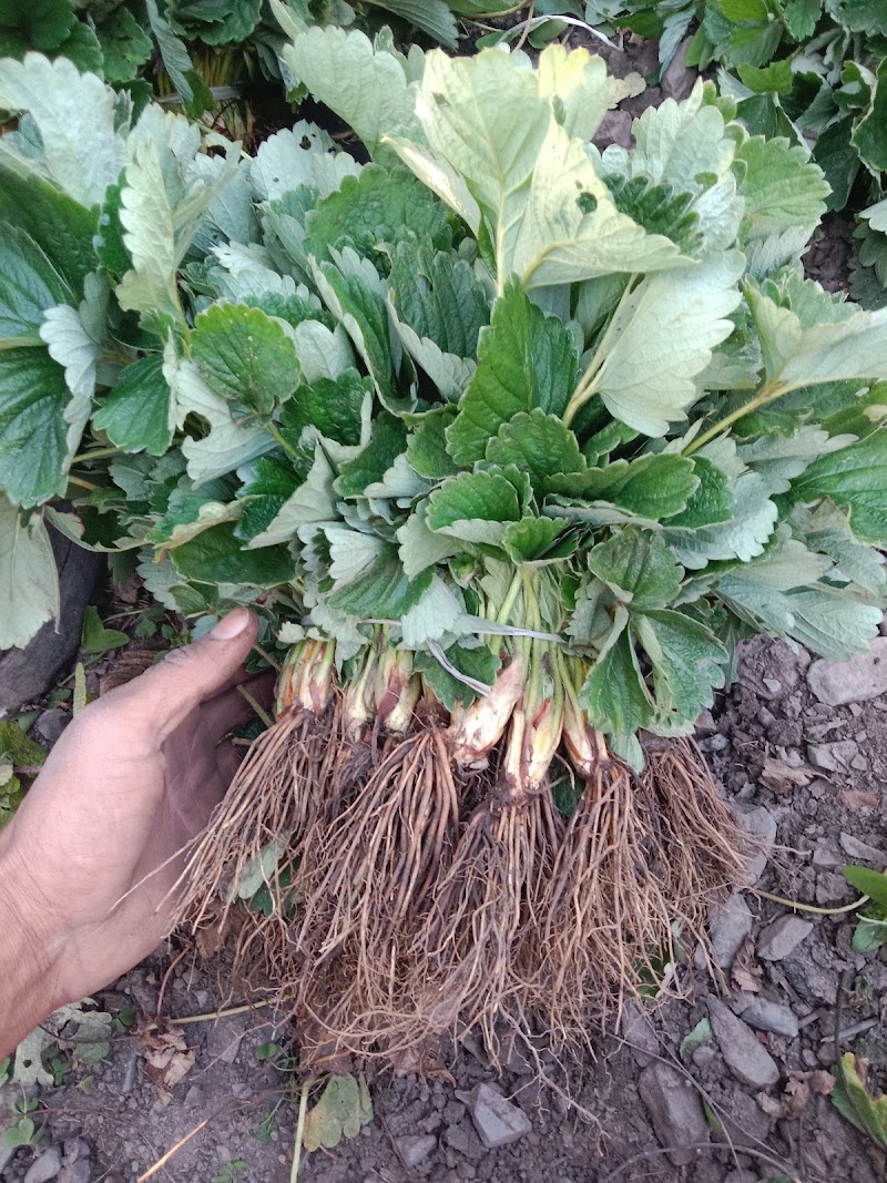 Amit strawberry plants - Amit strawberry plants Village, Plau p/o, Kathli Bharan, Rajgarh, Himachal Pradesh 173101, India