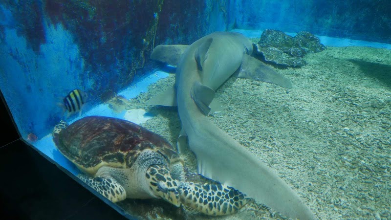 Shenzhen Sea World Sharks Hall - Shenzhen Sea World Sharks Hall China, Guang Dong Sheng, Shen Zhen Shi, Yan Tian Qu, S30惠深沿海高速入口J83H+V62 邮政编码: 518083